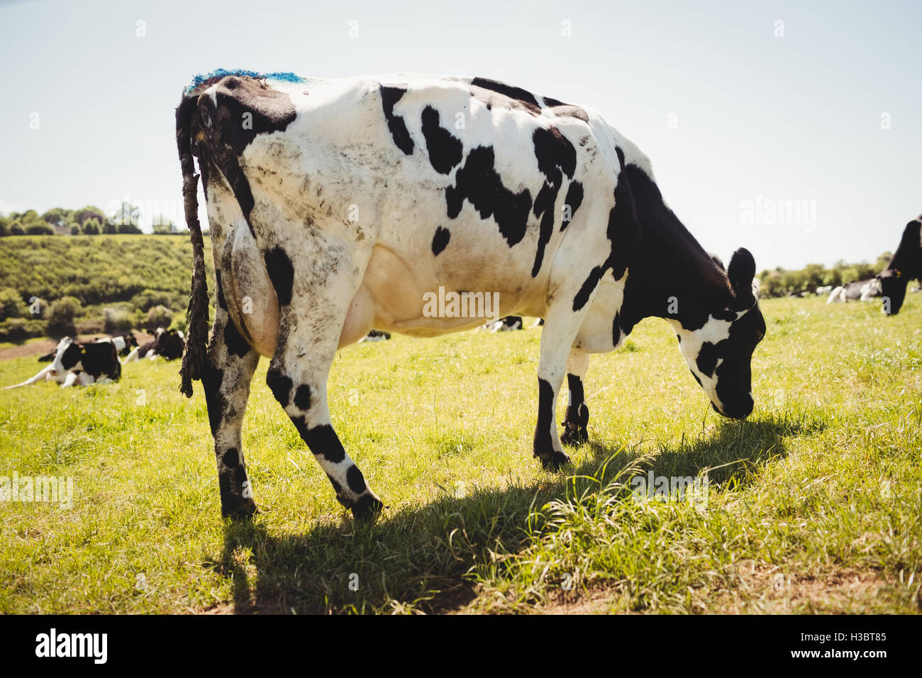 Herde von Kühen, die im Bereich Stockfoto