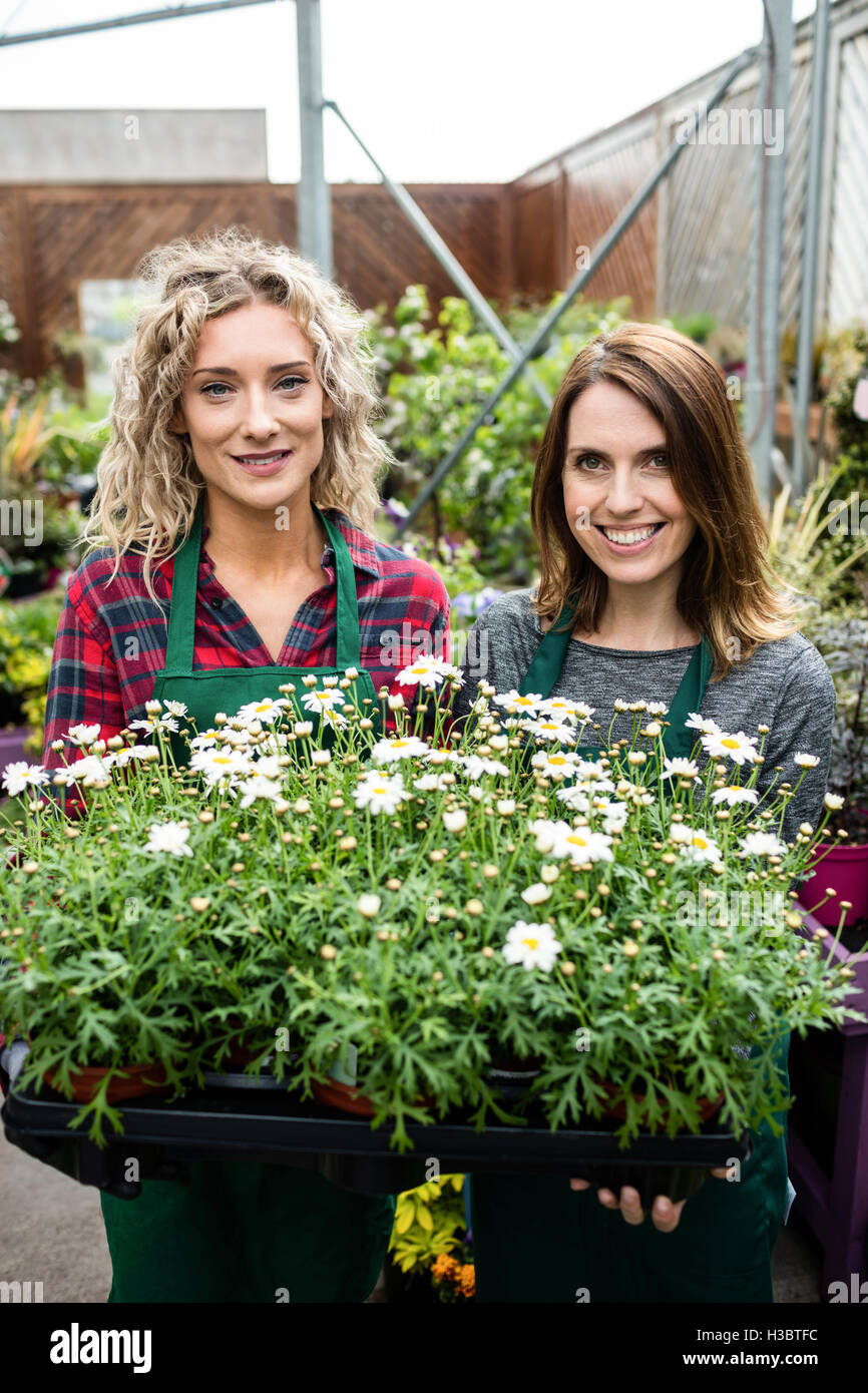 Weibliche Floristen halten ein Tablett mit Topfpflanze Stockfoto
