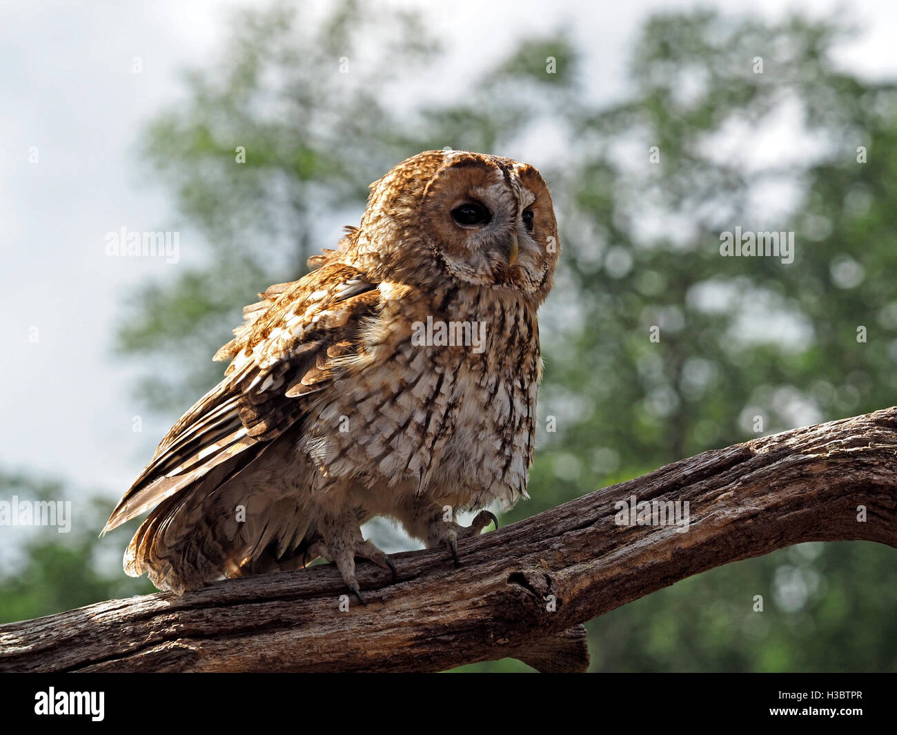 Waldkauz (Strix Aluco) gehen mit großen Krallen auf Toten Ast bei Tageslicht mit Schwerpunkt Laub Hintergrund Stockfoto