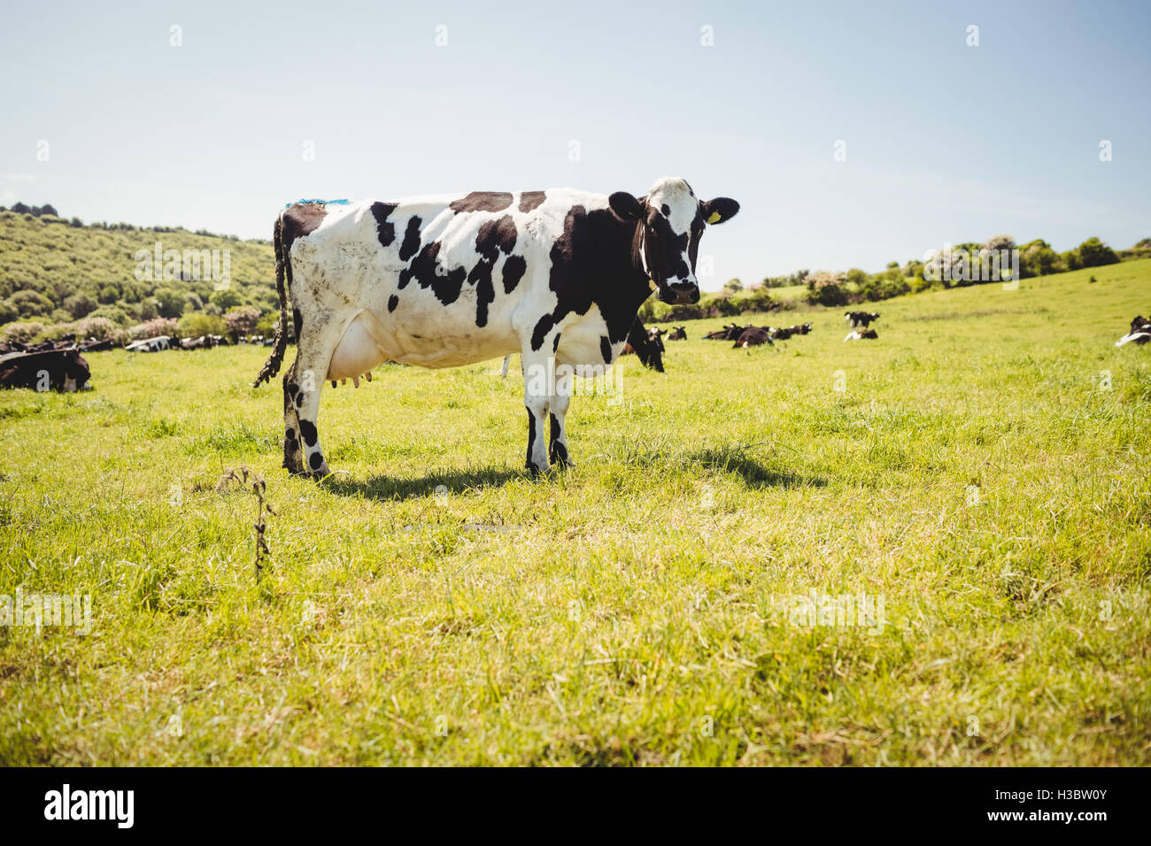 Kuh auf der Wiese stehen Stockfoto
