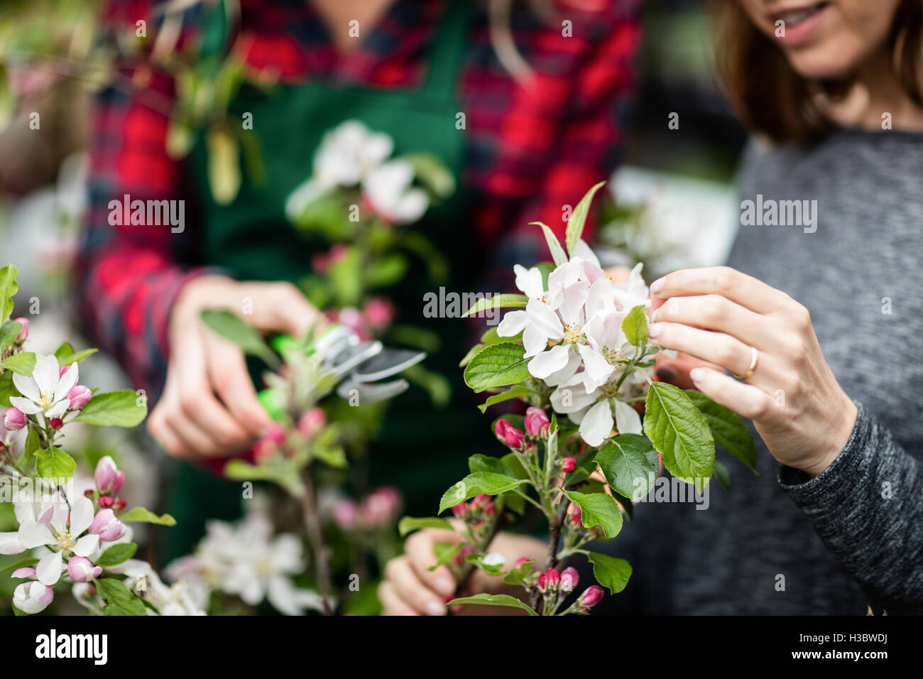 Mittelteil der Frau Überprüfung eine Blumen Stockfoto