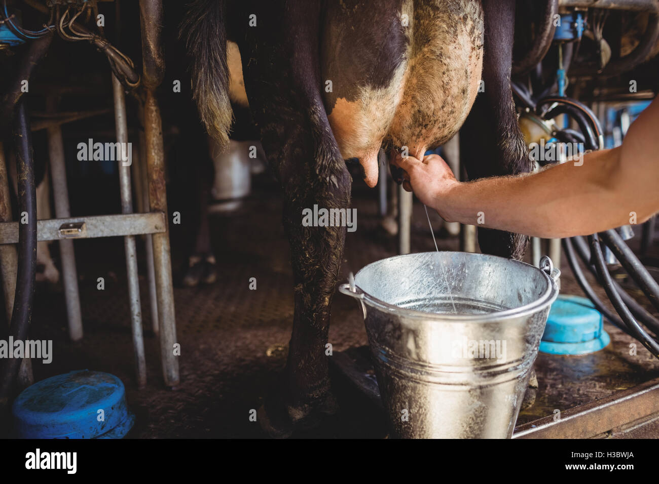 Mann, eine Kuh zu melken Stockfotografie - Alamy