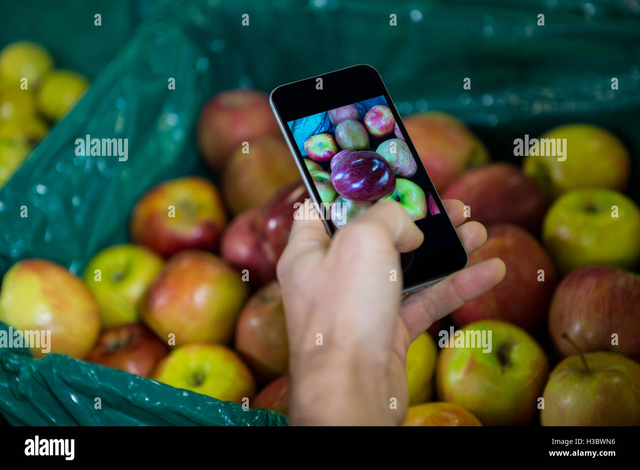 Aufnahme eines Fotos von Äpfeln im Display im organischen Bereich Hand Stockfoto