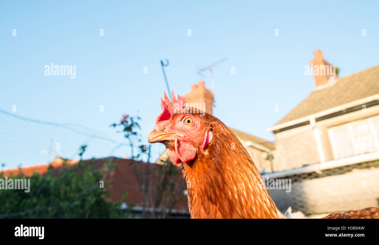 Kleine Herde von acht Freilandhaltung Huhn Hühner, die in einem eingezäunten Bereich in einem Garten hinter dem Haus durchstreifen. Kleines Ei-Produktion für zu Hause use.UK. Stockfoto