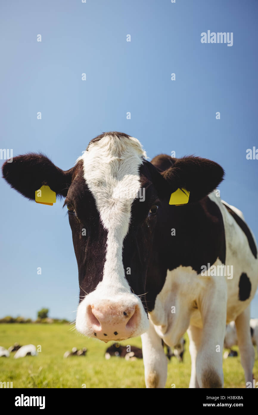 Kuh auf der Wiese stehen Stockfoto