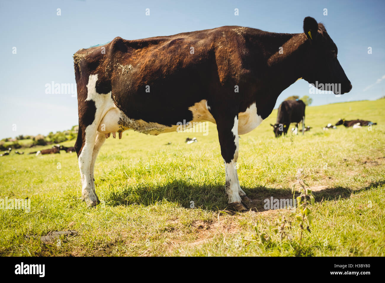 Kuh auf der Wiese stehen Stockfoto