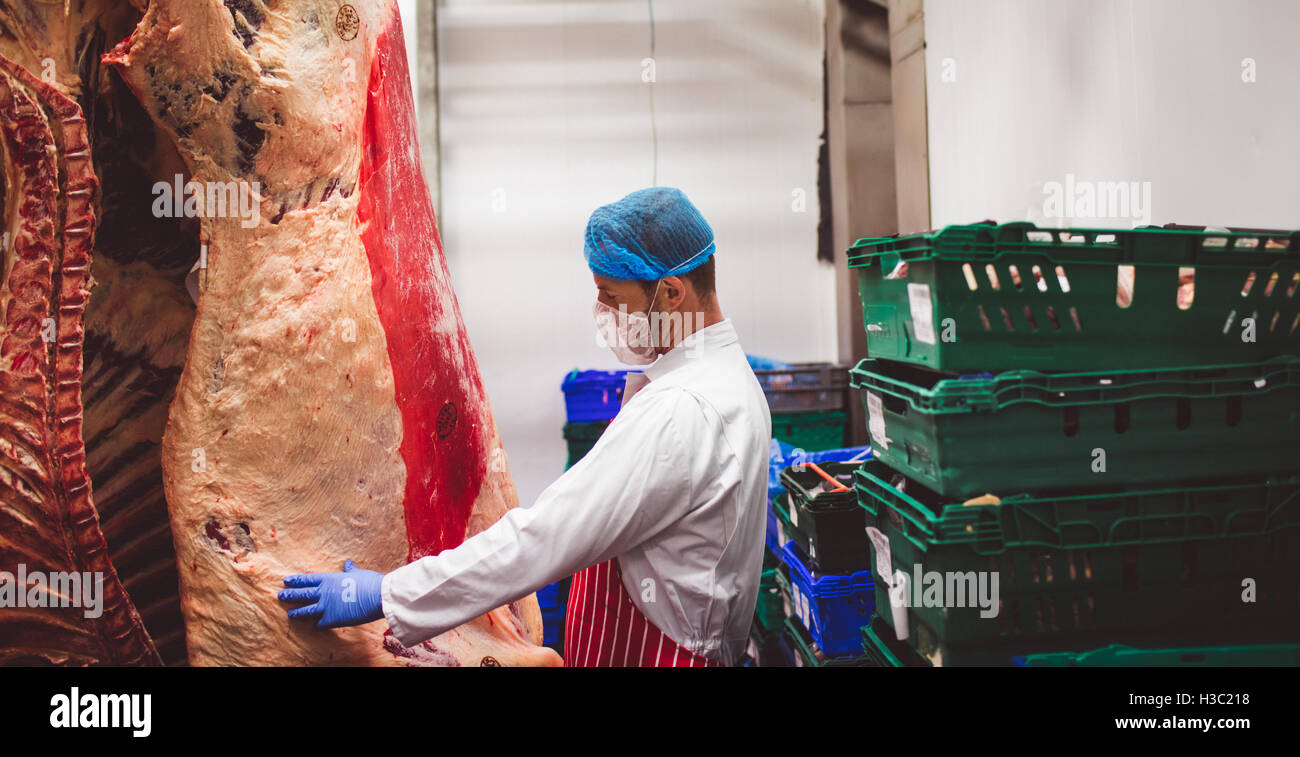 Metzger untersucht das rote Fleisch hängen im Lagerraum Stockfoto