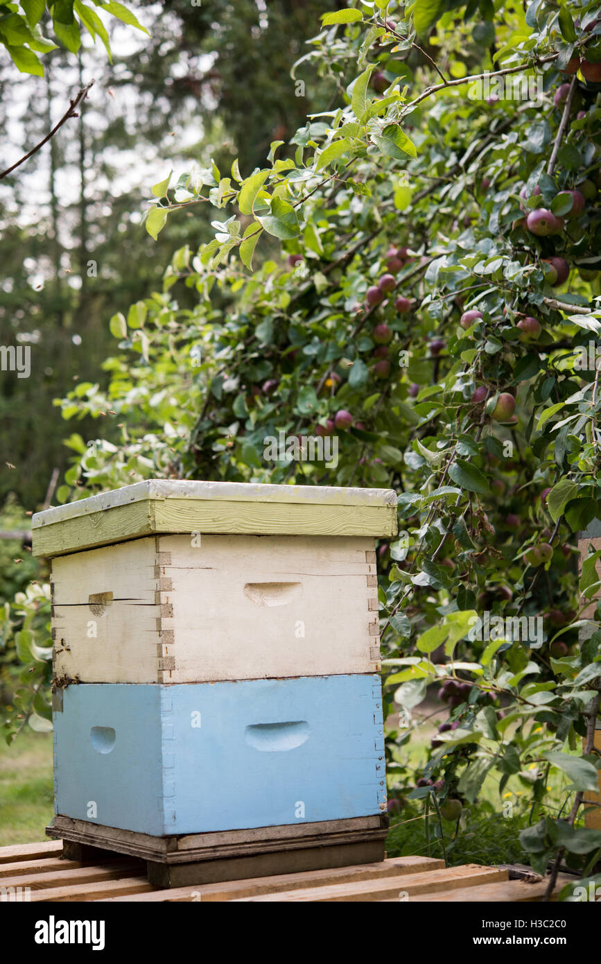 Bienenstock im Bienenhaus Garten Stockfoto