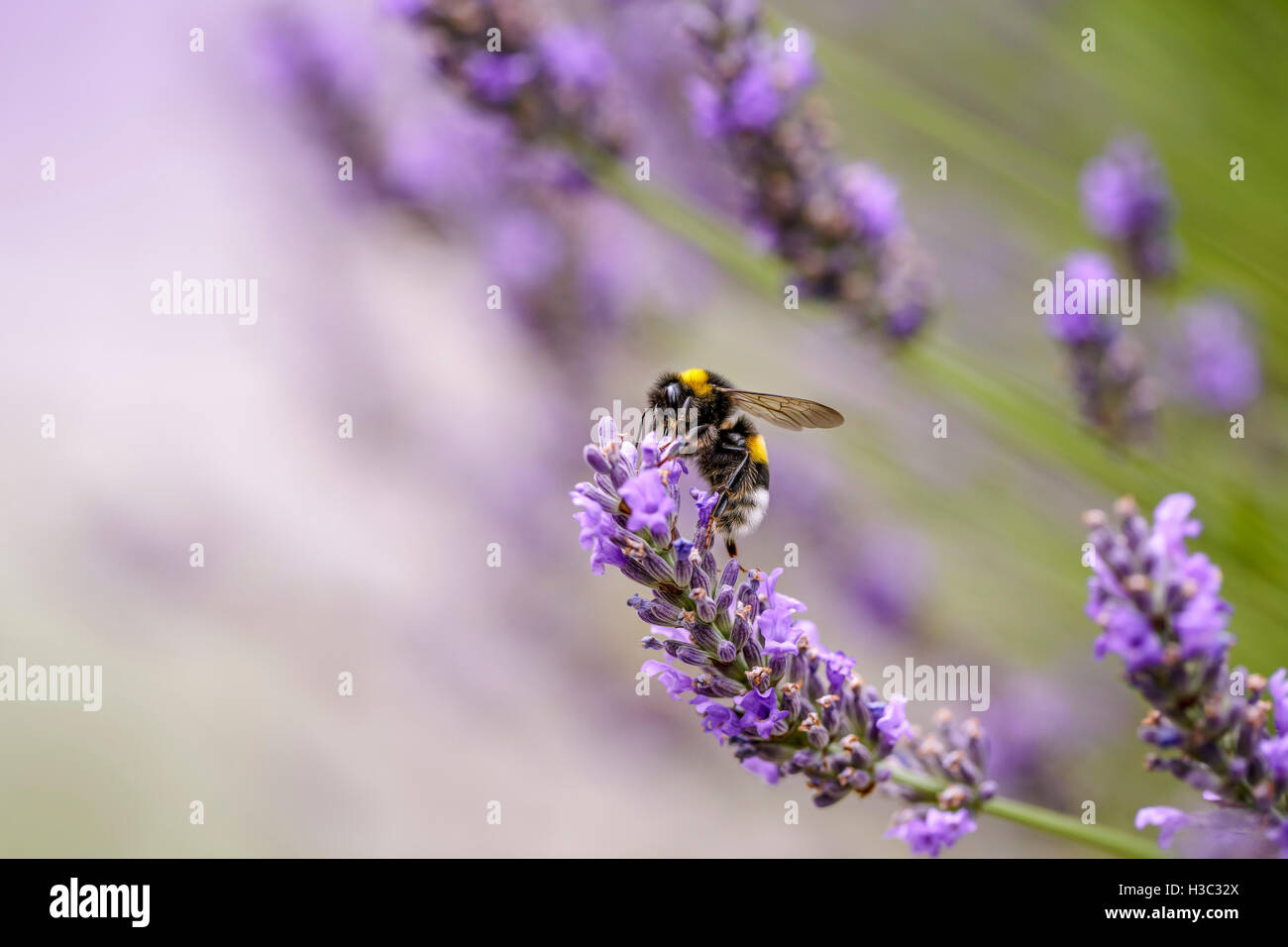Schließen sich der Hummel auf schöne Lavendel blüht im Frühsommer an einem sonnigen Tag mit weichen Hintergrund bokeh Stockfoto