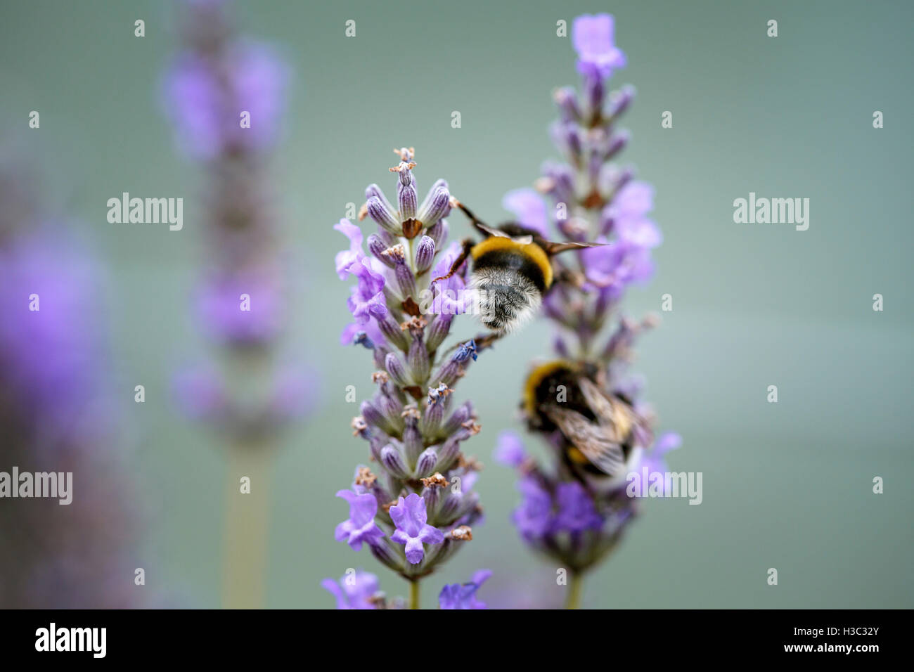 Schließen sich der Hummel auf schöne Lavendel blüht im Frühsommer an einem sonnigen Tag mit weichen Hintergrund bokeh Stockfoto