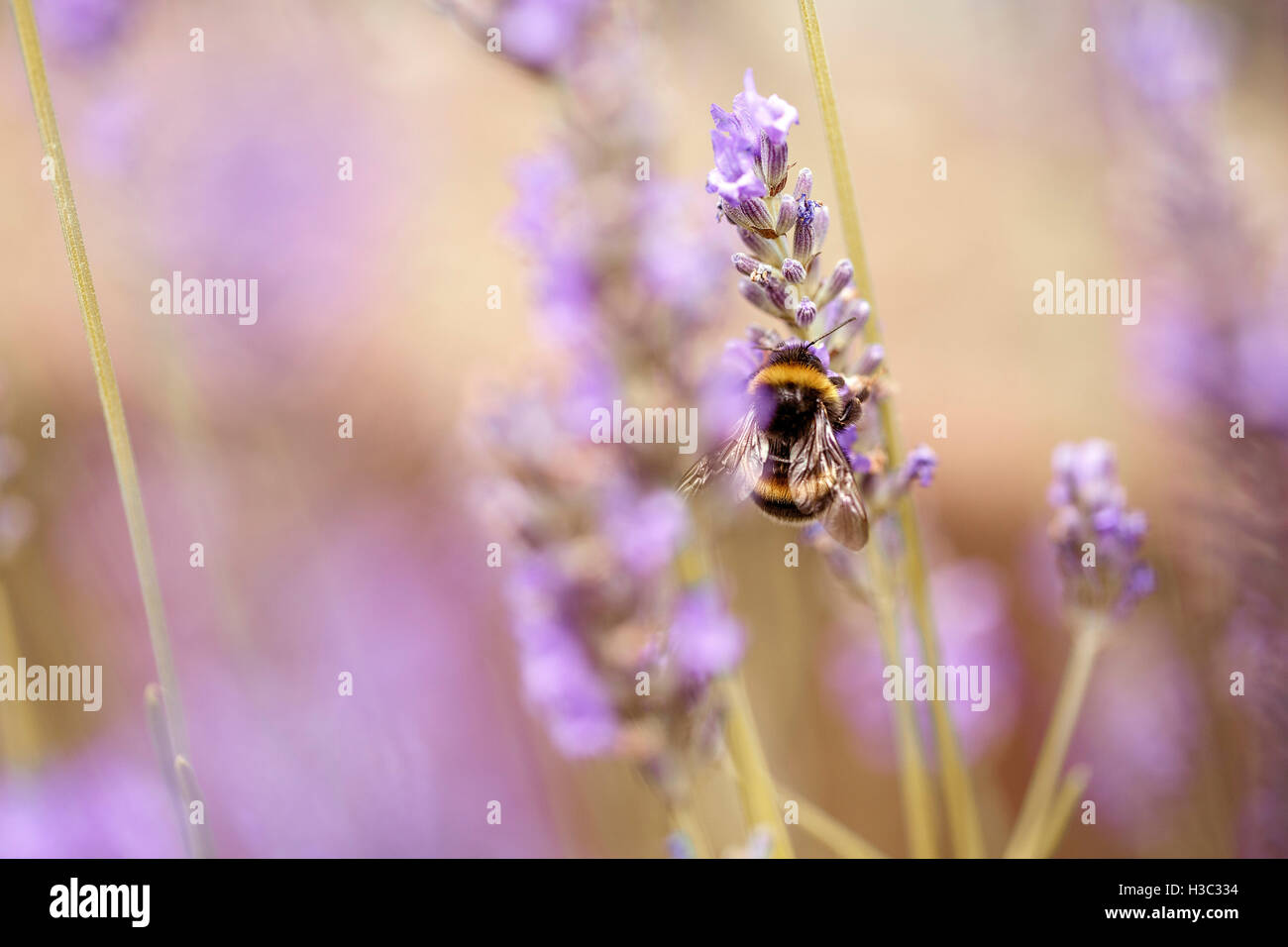 Schließen sich der Hummel auf schöne Lavendel blüht im Frühsommer an einem sonnigen Tag mit weichen Hintergrund bokeh Stockfoto