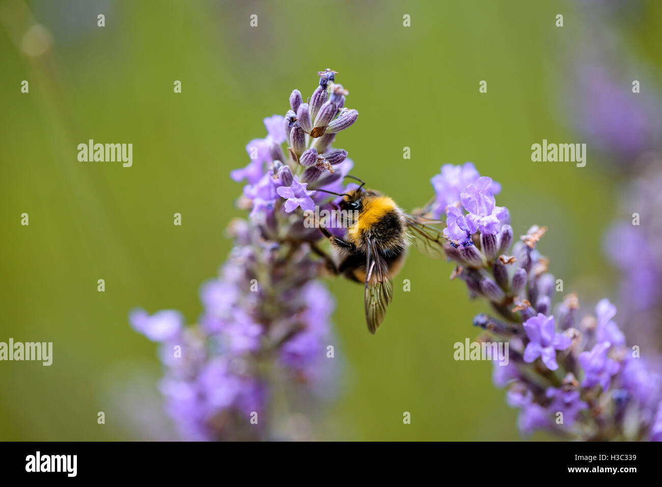 Schließen sich der Hummel auf schöne Lavendel blüht im Frühsommer an einem sonnigen Tag mit weichen Hintergrund bokeh Stockfoto