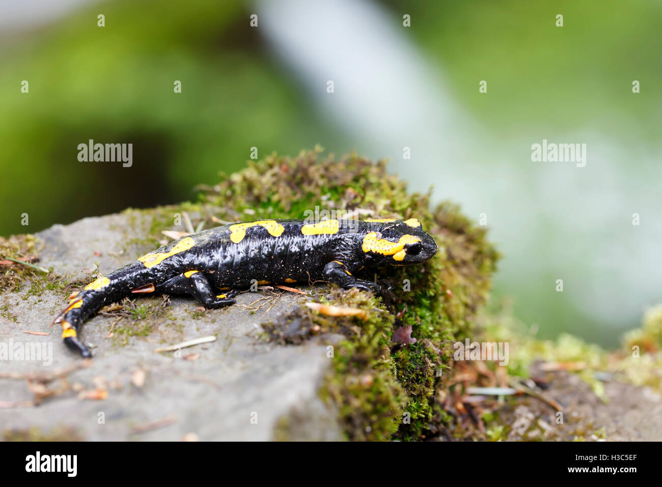 Schwarze und gelbe Salamander in der wilden Nahaufnahme Stockfoto