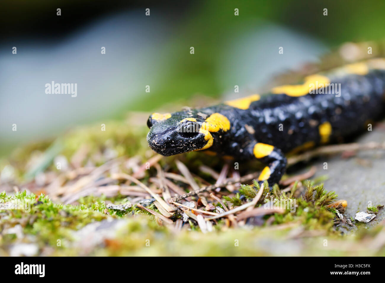 Schwarze und gelbe Salamander in der wilden Nahaufnahme Stockfoto