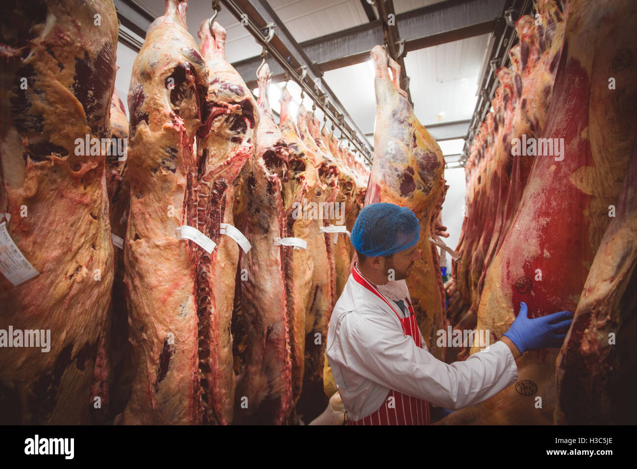 Metzger untersucht das rote Fleisch hängen im Lagerraum Stockfoto