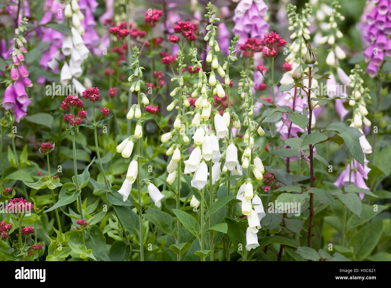 Digitalis Purpurea. Gemeinsamen Fingerhut spikes in einem englischen Garten. Stockfoto
