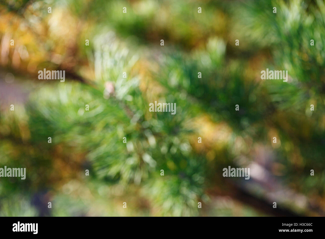 ein Weihnachtsbaum Nadeln Nahaufnahme, unscharfen Hintergrund Stockfoto