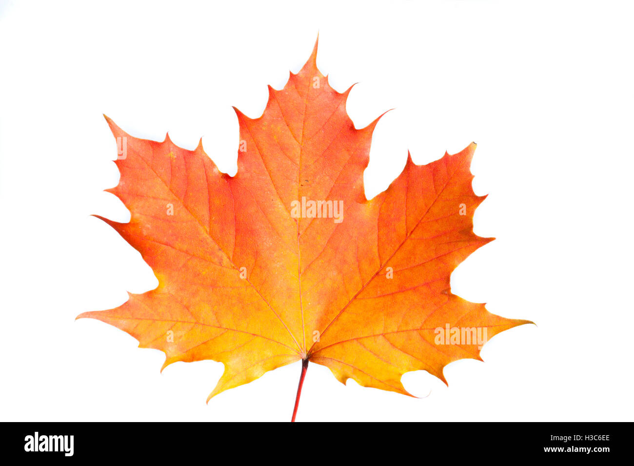 Single maple leaf auf weißem Hintergrund Stockfoto