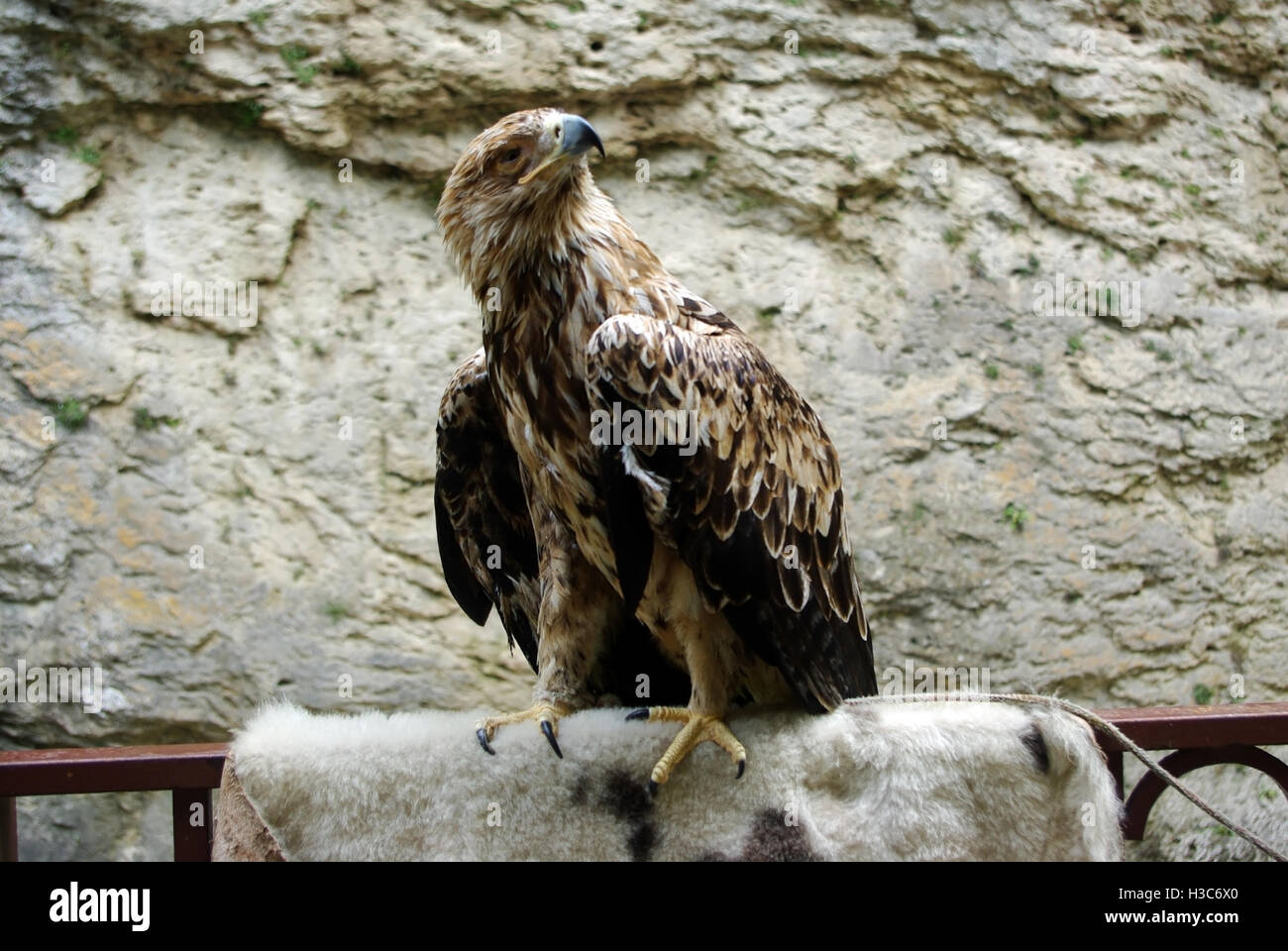 Mountain Eagle Nahaufnahme von einem schönen Raubvogel Stockfoto