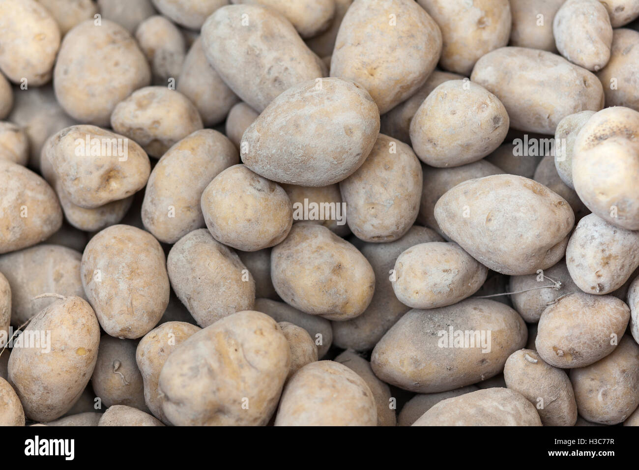 Hintergrund-Kartoffeln Stockfoto
