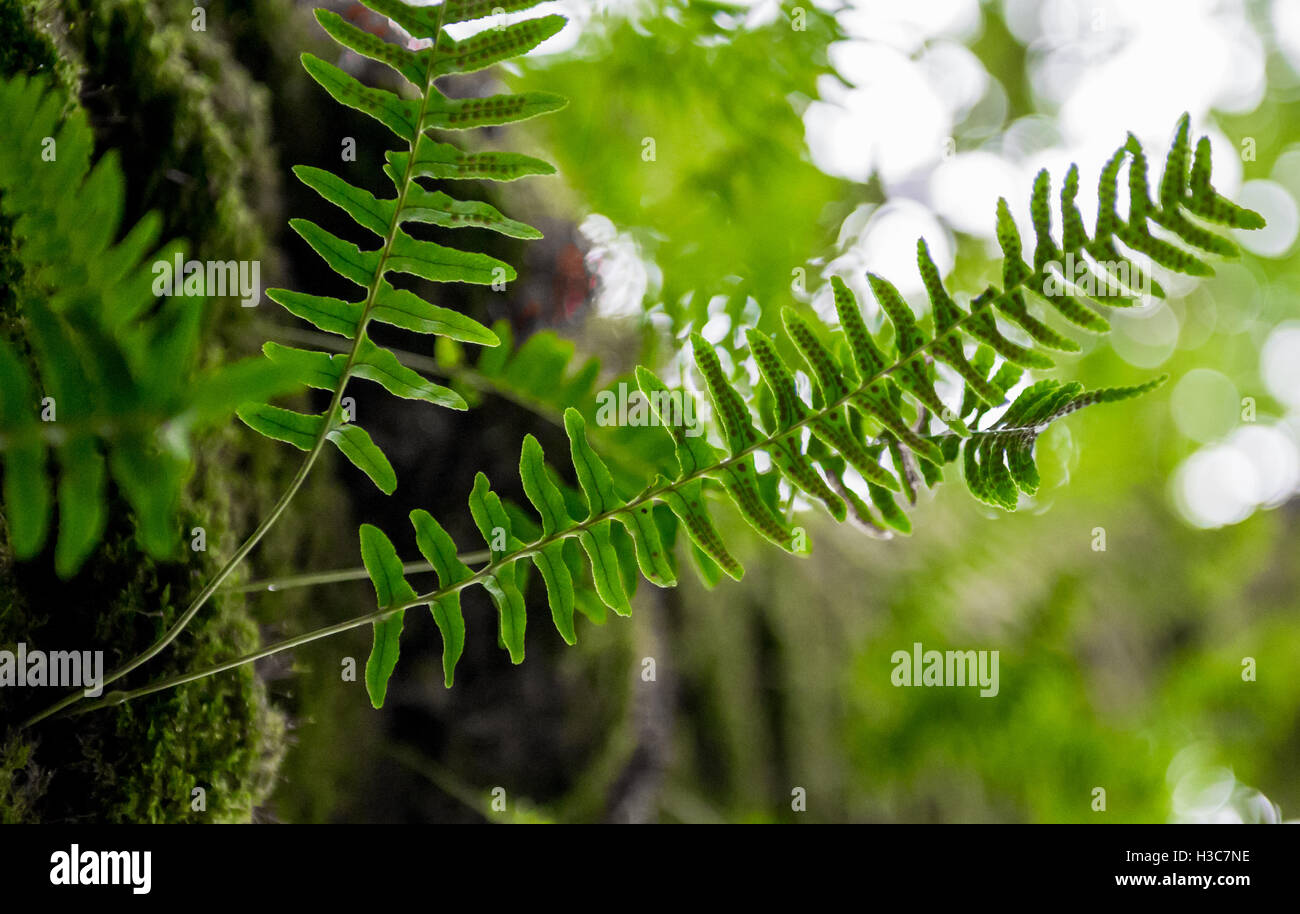 Baumfarn befestigt Moos bedeckt Laubbaum in einem feuchten schottischen Holz. Stockfoto