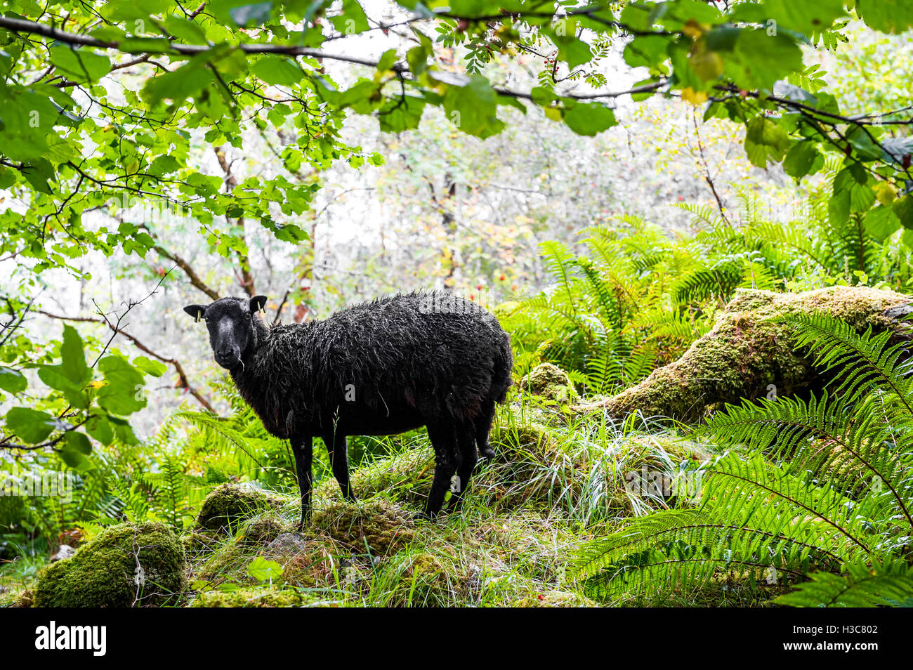 Black Welsh Mountain weibliche Schafe in einer schottischen Wald Lichtung. Stockfoto