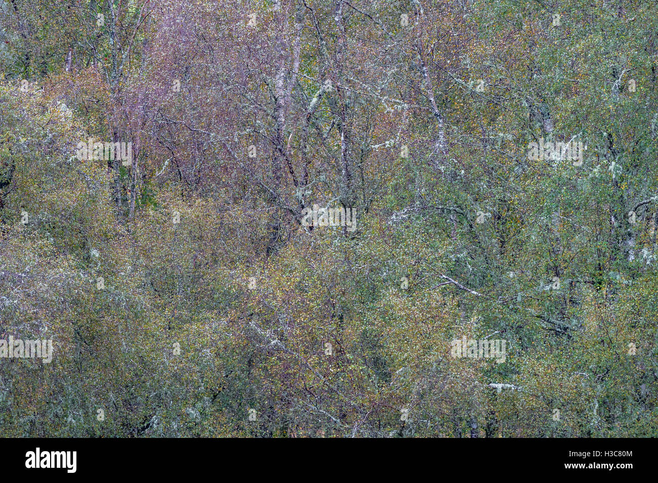 Moos und Flechten bedeckt Buche und Birke Bäume in einem schottischen Waldgebiet. Stockfoto