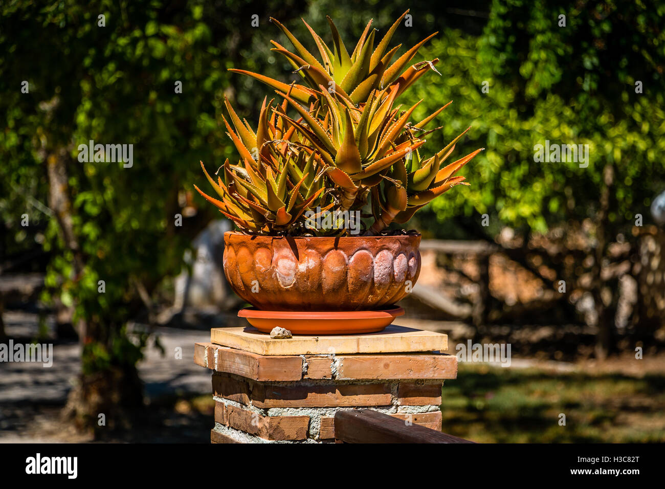 Aloe vera in the mediterranean garden -Fotos und -Bildmaterial in hoher  Auflsung  Alamy