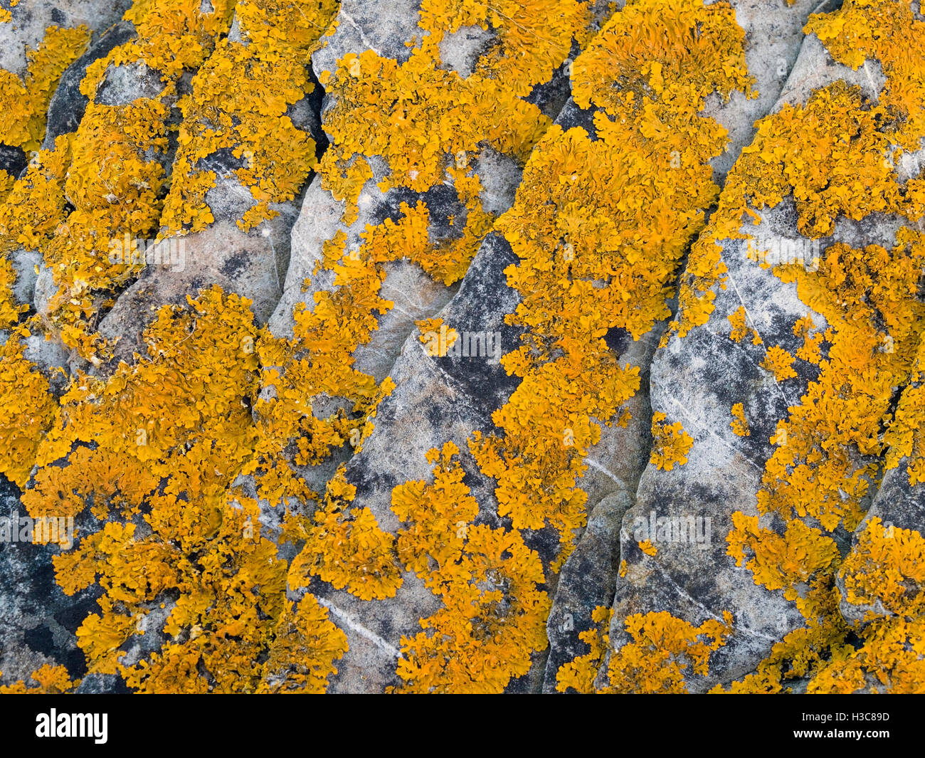 Gelbe Xanthoria Flechten an Küsten Küste Felsen, Schottland, UK. Stockfoto