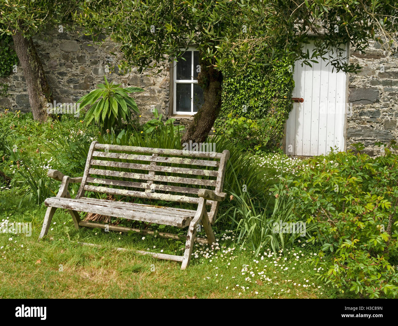 Alte hölzerne Sitzbank bedeckt mit Flechten unter Baum, Colonsay House Gardens, Insel Colonsay, Schottland, Großbritannien. Stockfoto