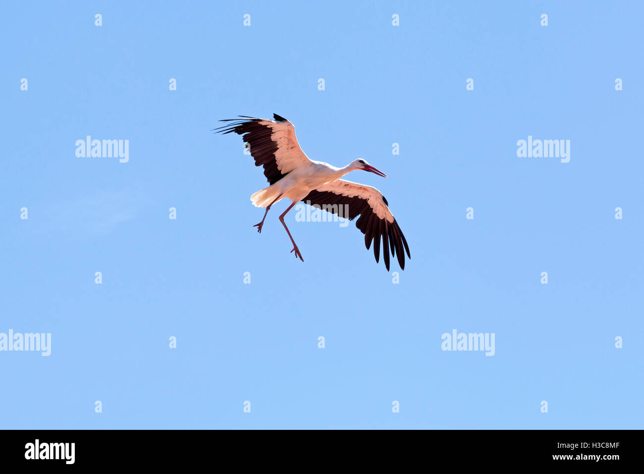 Fliegender Storch, Baden-Württemberg, Deutschland Stockfoto