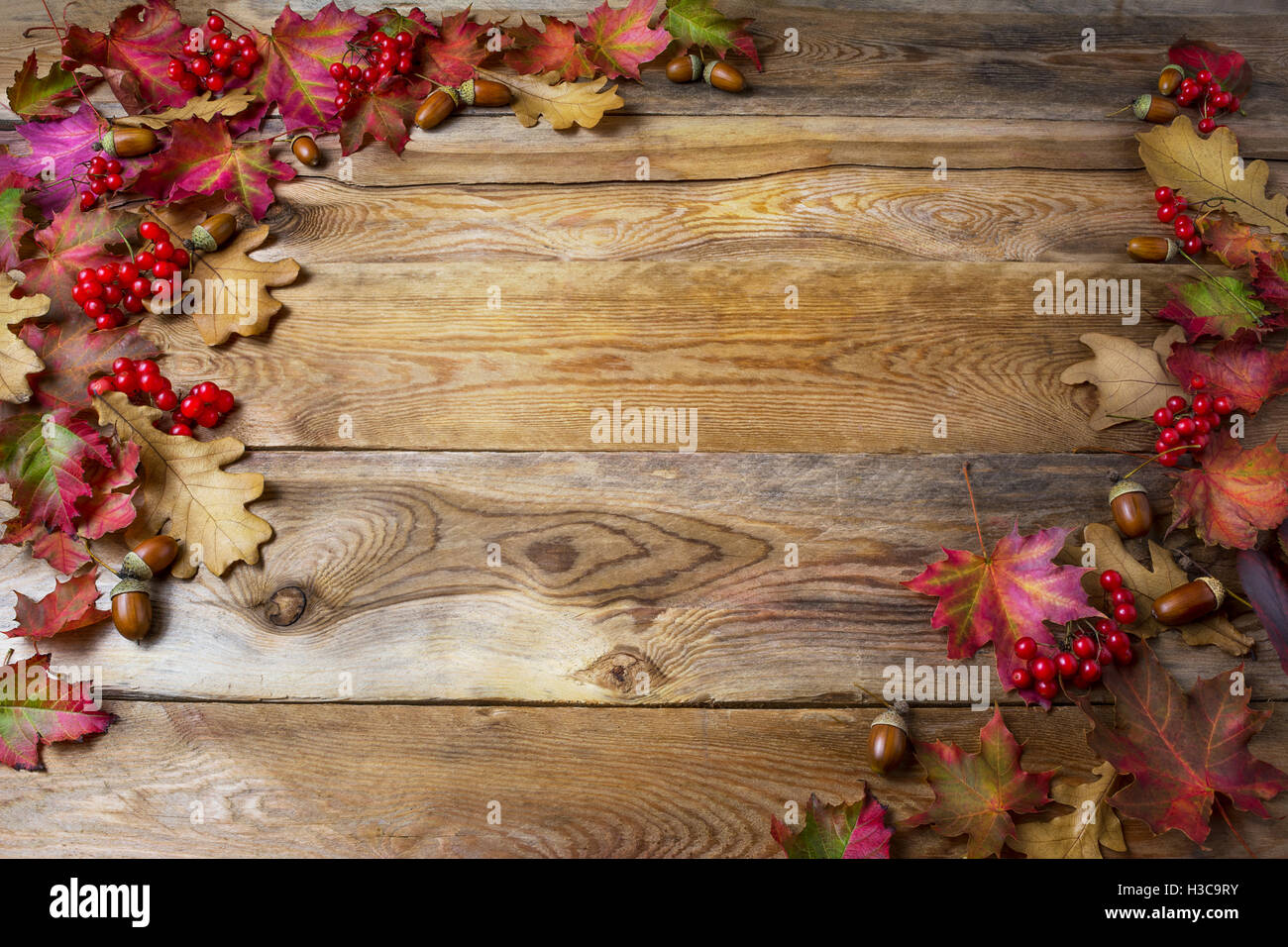 Thanksgiving-Hintergrund mit Beeren, Eicheln und Eichenlaub. Thanksgiving-Gruß mit saisonalen Symbole. Kopieren Sie Raum. Stockfoto