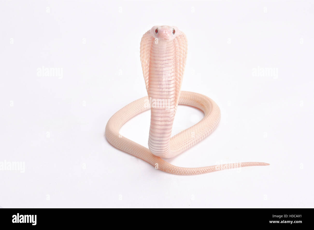 Baby Albino Kobra, Naja kaouthia Stockfoto