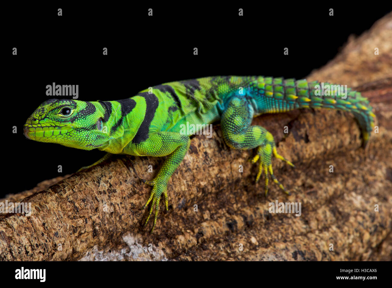 grüne Thornytail Leguan, Uracentron Azureum, Suriname Stockfoto