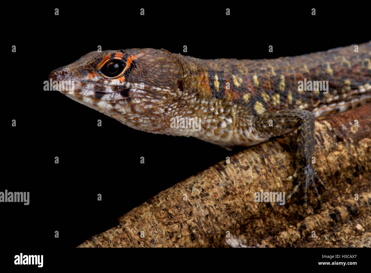 Zwei gegenüber Wasser Teju, Neusticurus Bicarinatus, Suriname Stockfoto