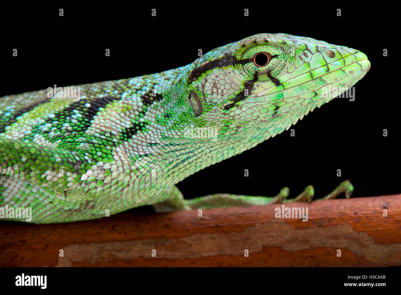 Affe Eidechse, Polychrus Marmoratus, Suriname Stockfoto