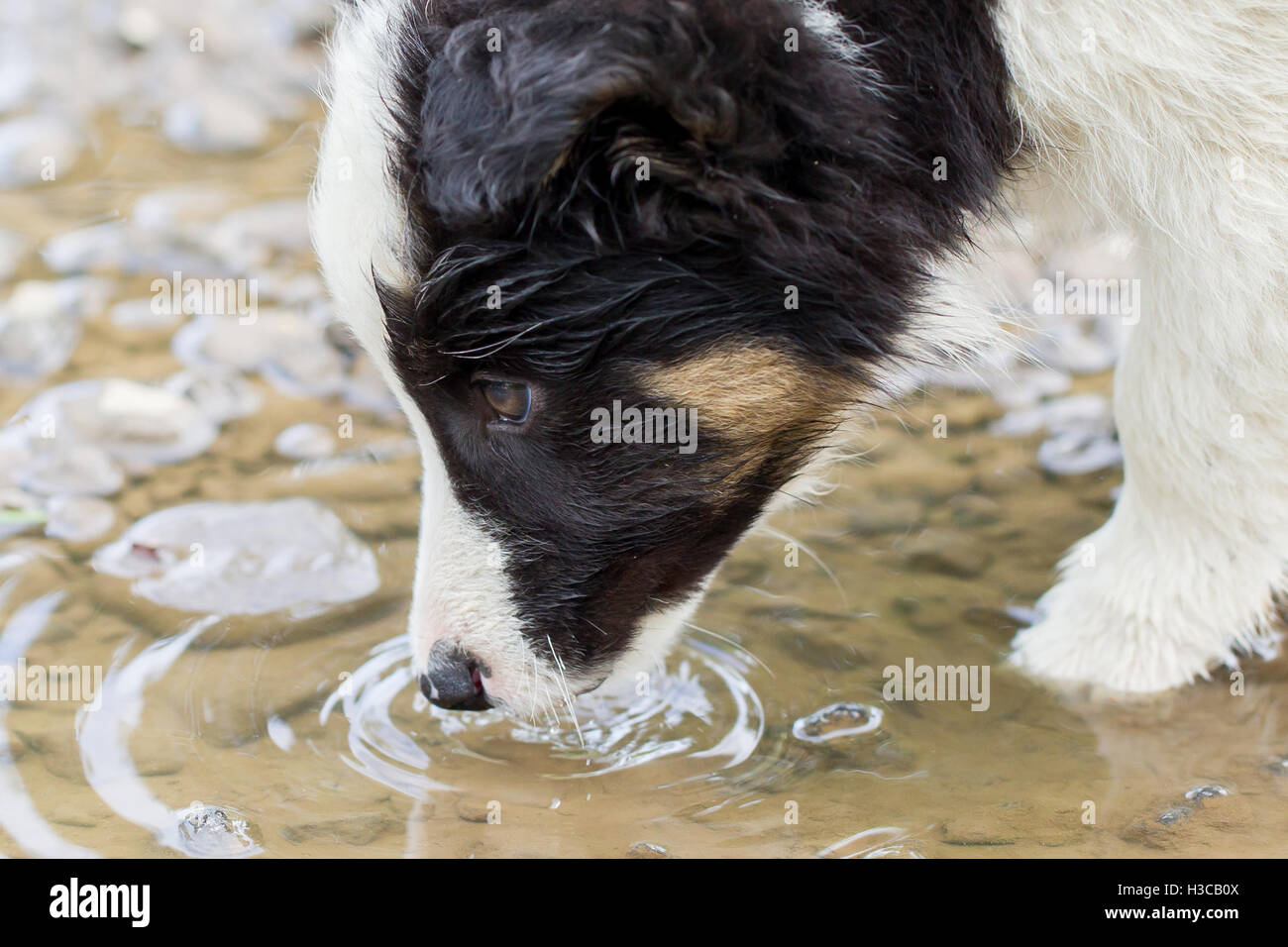 Kleinen Border-Collie Welpen auf einem Bauernhof, braune Augen, trinken aus einem pool Stockfoto