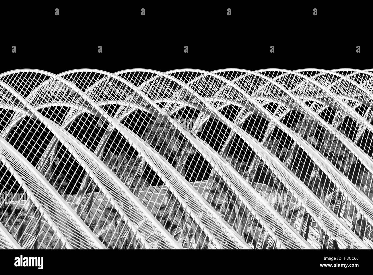 Schöne Palmen im Gewächshaus Stockfoto