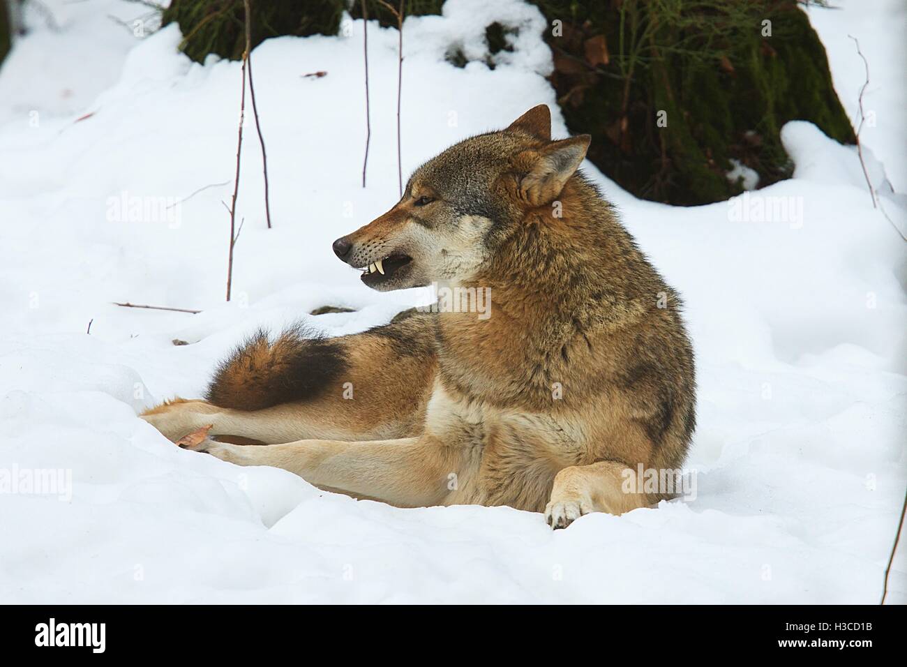 Wolf, liegend auf dem Schnee Stockfoto