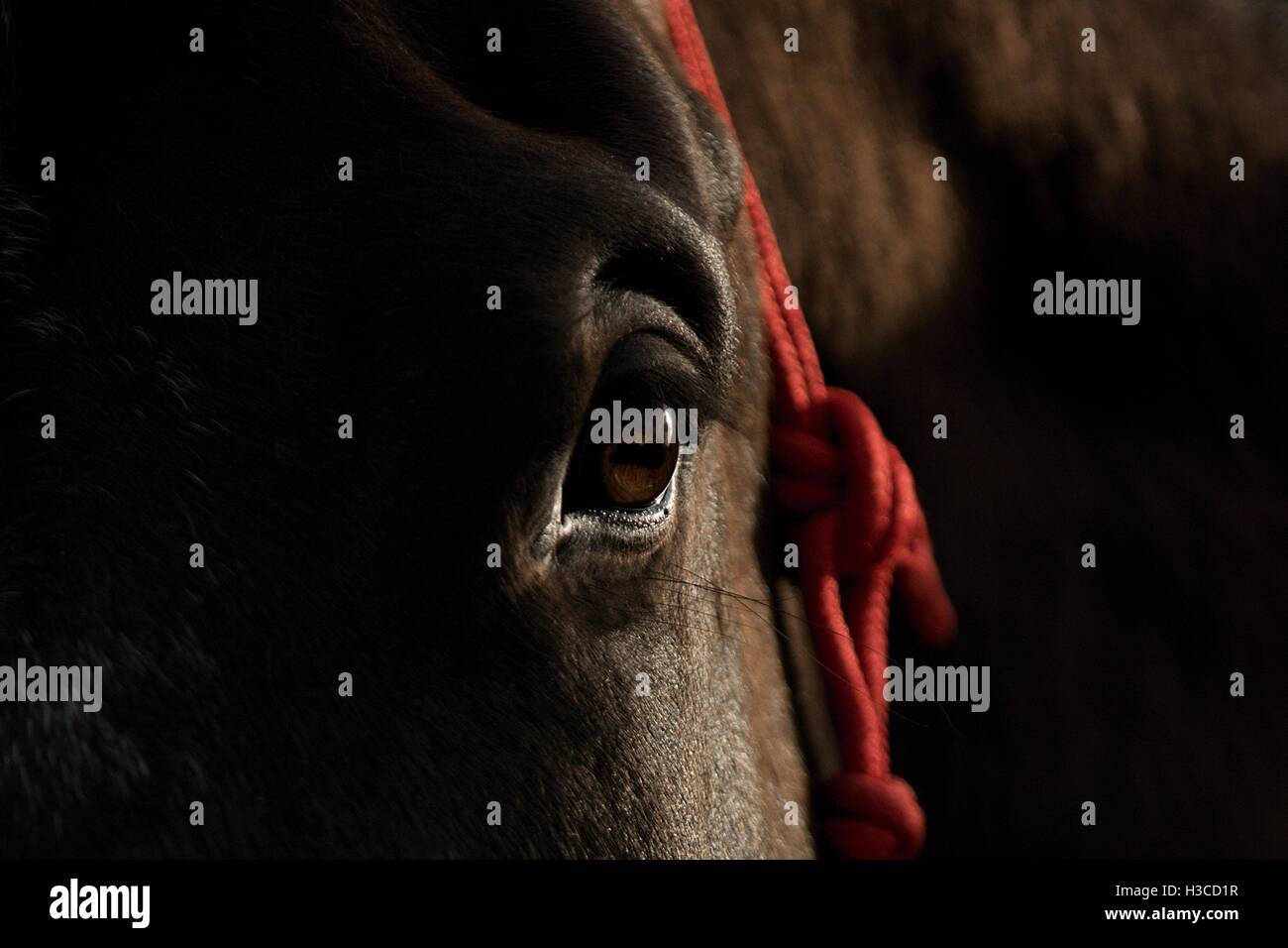 Schwarzes Pferd Auge detail Stockfoto