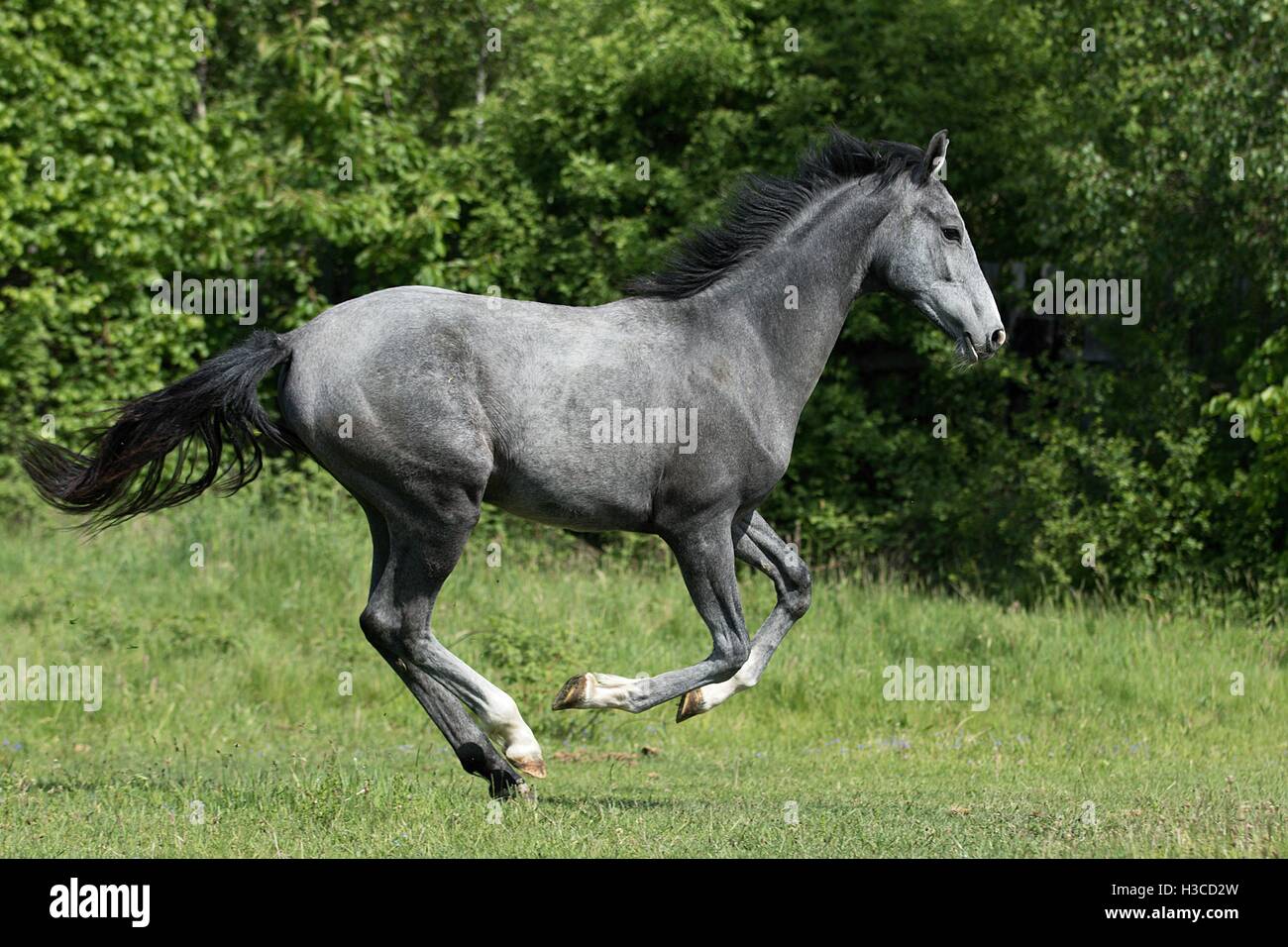 Junge graue Pferd Hengst im Galopp über grüne Wiese Stockfoto