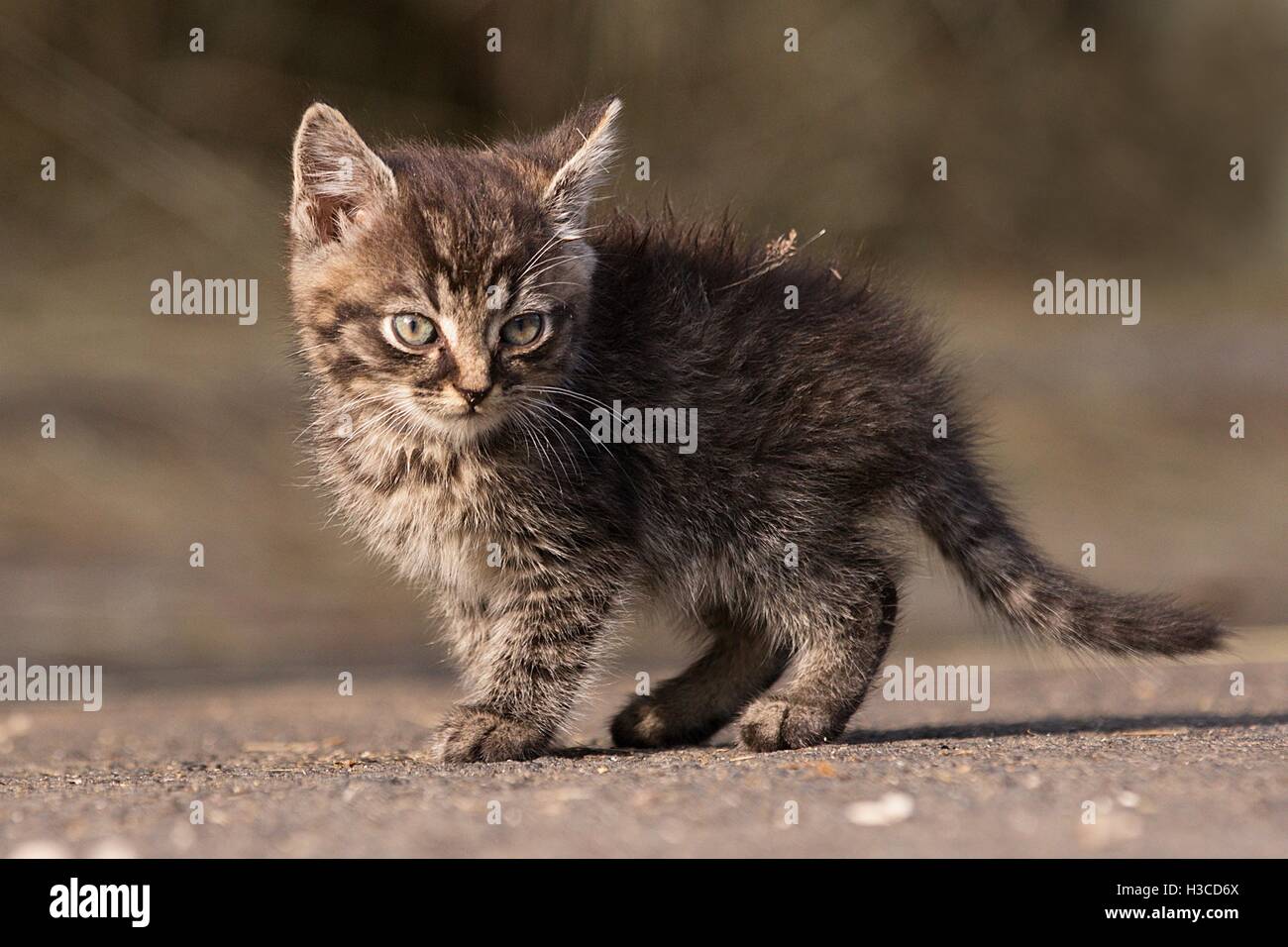 Fuß junge kleine Katze über die Straße Stockfoto