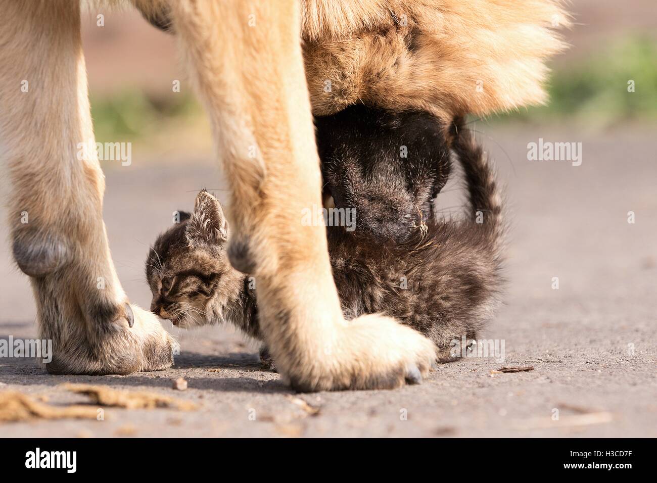 Deutscher Schäferhund kümmert sich um junge kleine Katze Stockfoto