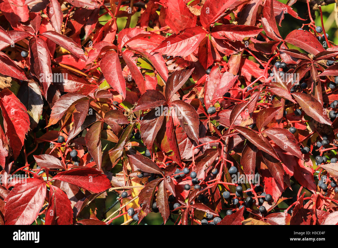 Efeu rote Beeren im Herbst Stockfotografie - Alamy
