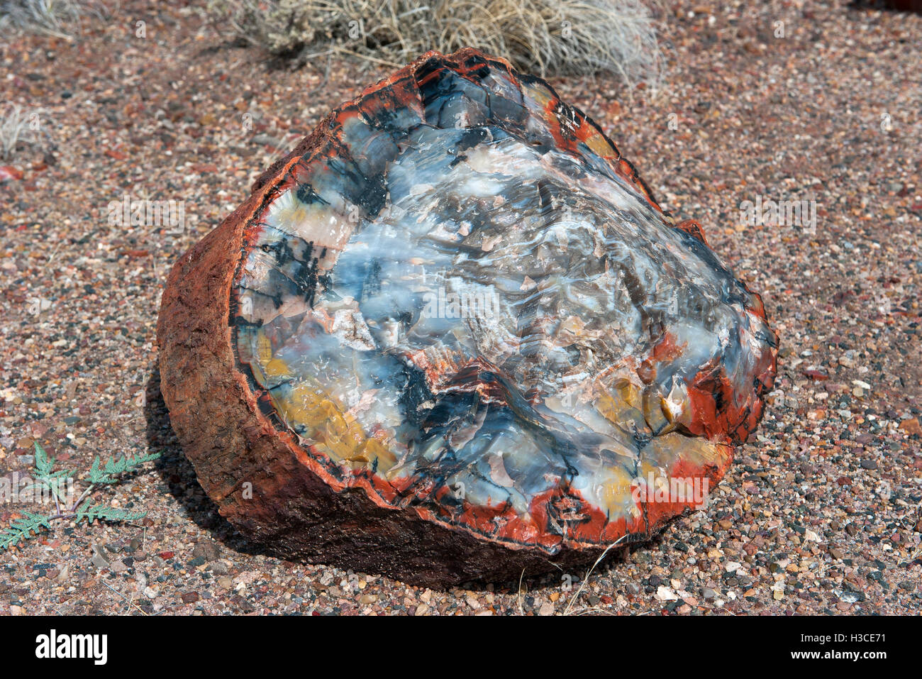 Versteinertes Holz Stockfoto