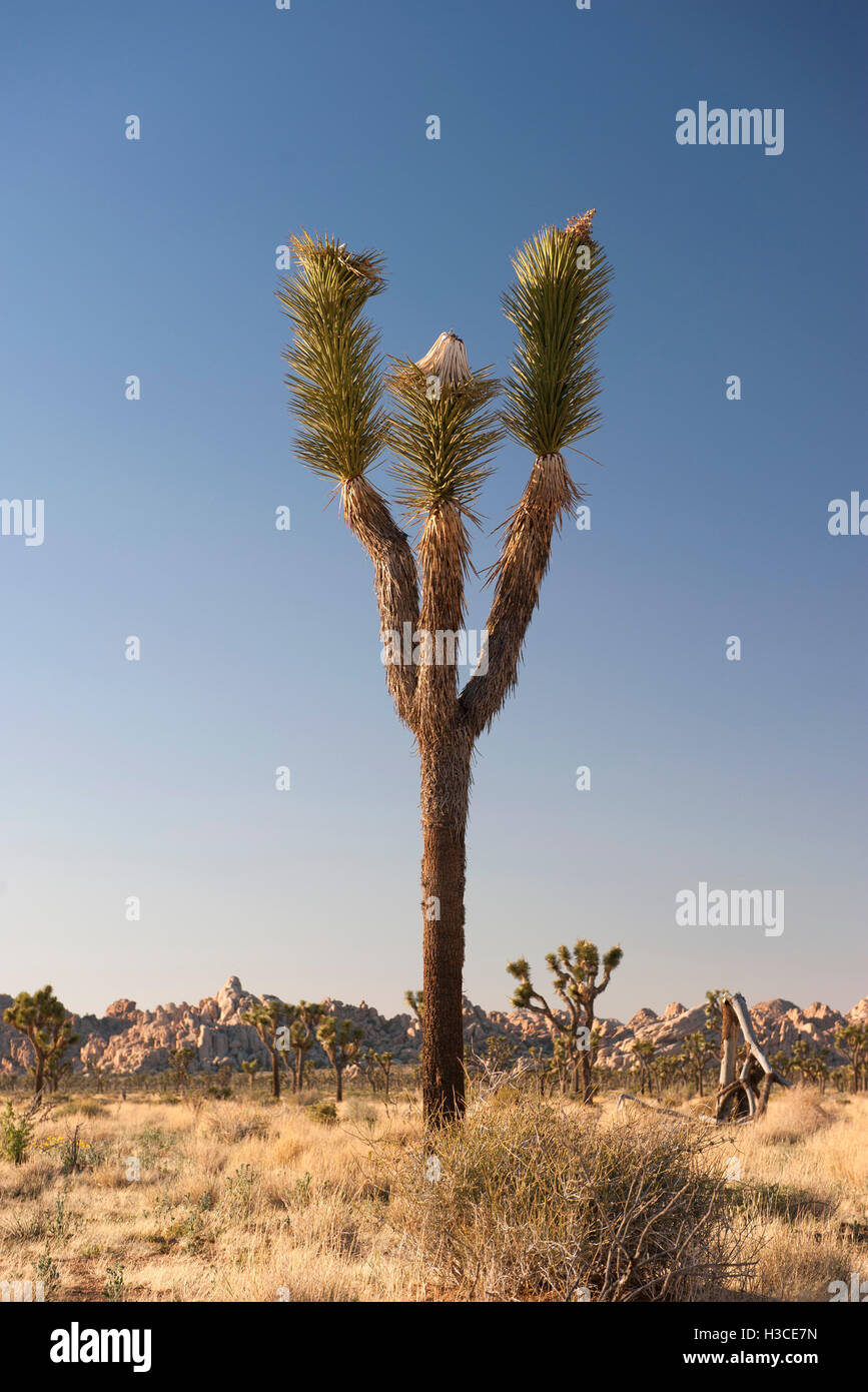 Joshua Baum (Yucca Brevifolia) wächst in Joshua Tree Nationalpark, Kalifornien, USA Stockfoto