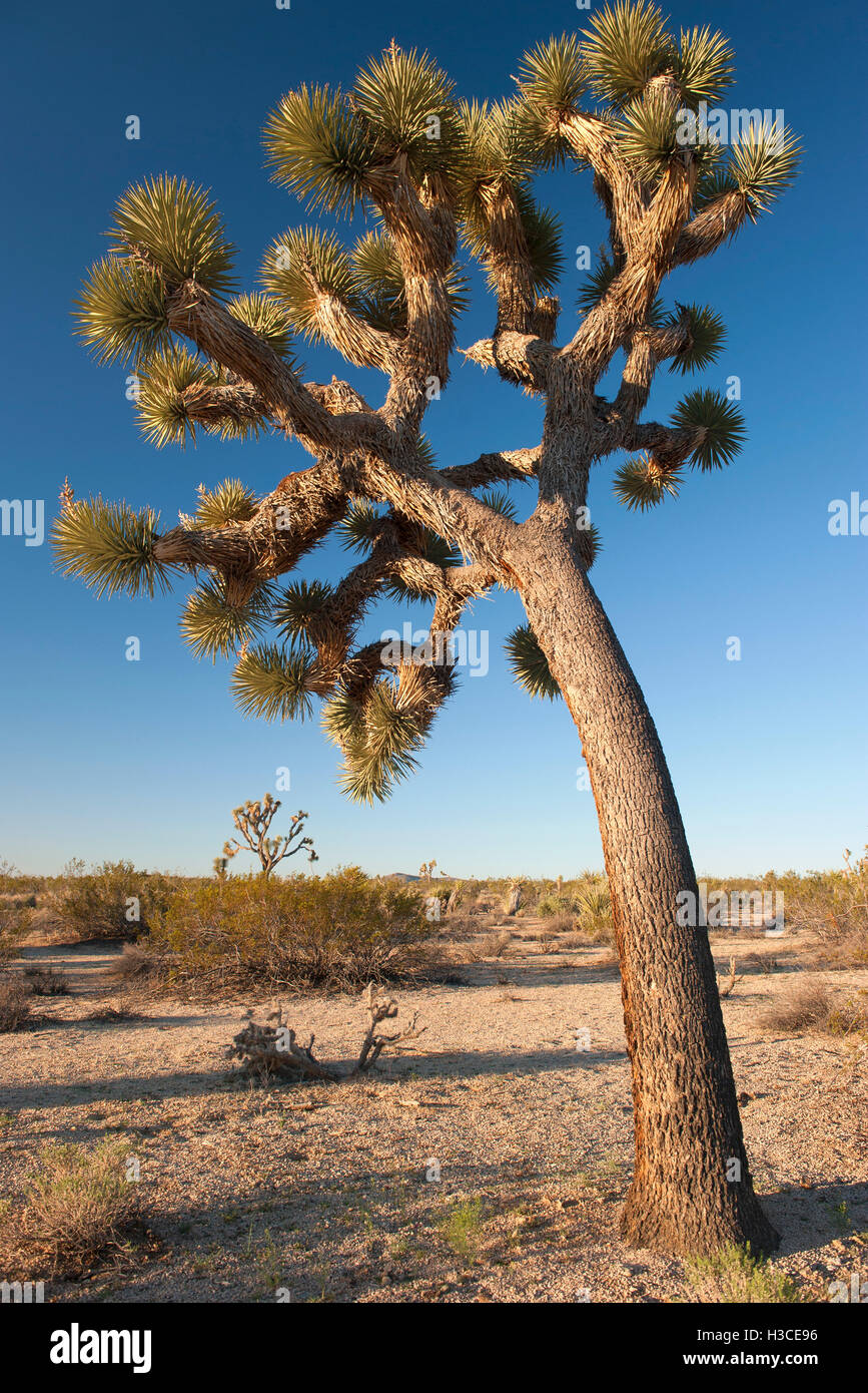 Joshua Baum (Yucca Brevifolia) wächst in Joshua Tree Nationalpark, Kalifornien, USA Stockfoto