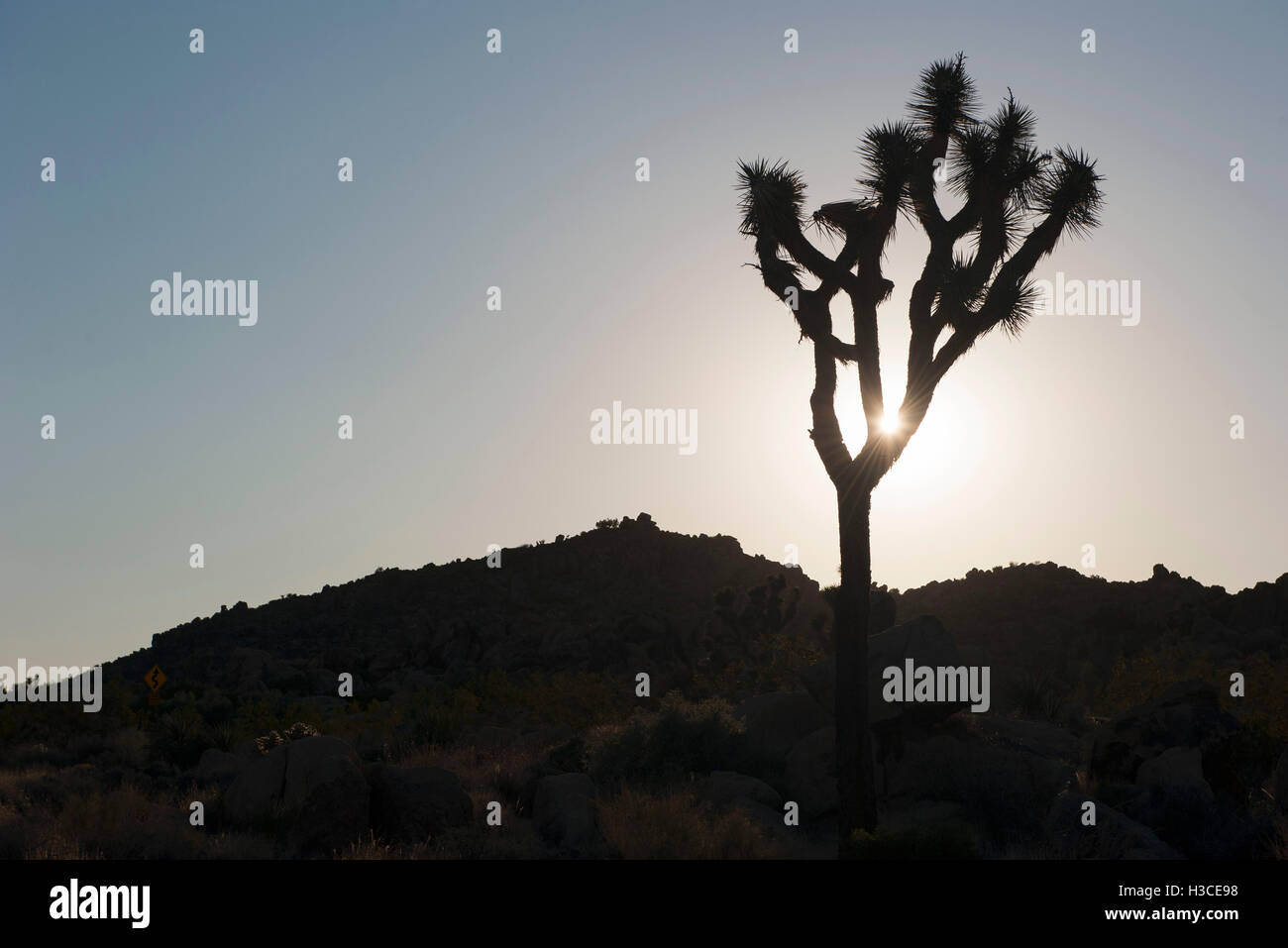 Joshua Tree Hintergrundbeleuchtung durch Sonne, Joshua Tree Nationalpark, Kalifornien, USA Stockfoto