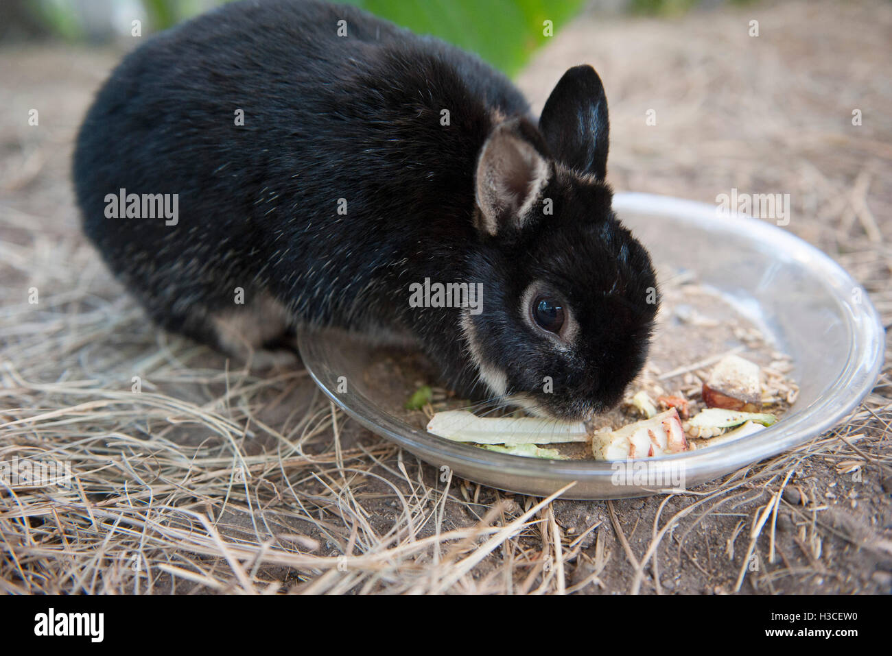 Kaninchen Essen aus Schüssel Stockfoto
