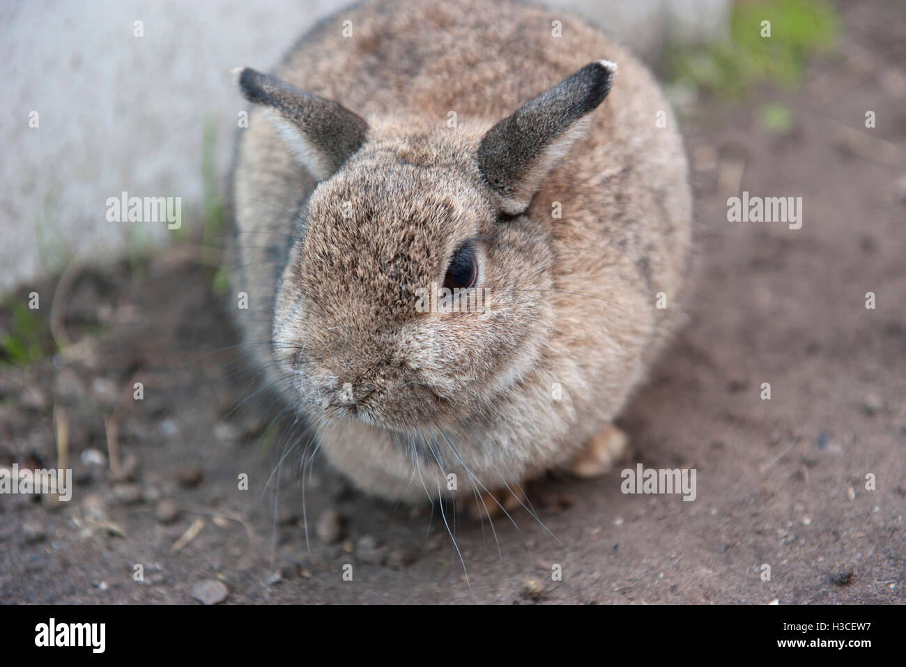 Kaninchen, close-up Stockfoto